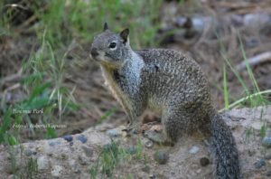 yosemite-park-scoiattolo