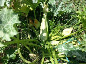 pianta-zucchine