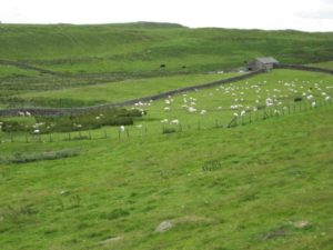 La strada delle legioni - pascoli verdi con pecore