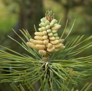 Pinus_nigra_austriaca_A