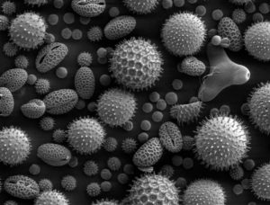 Polline e pappa con gli altri figli delle api nella foto polline al microscopio