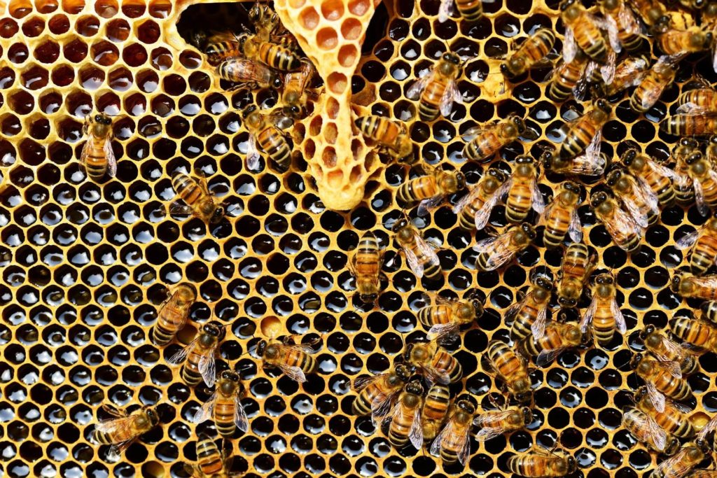 api nell'alveare