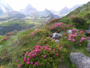 m,iele  fiori di rododendro sulle Alpi
