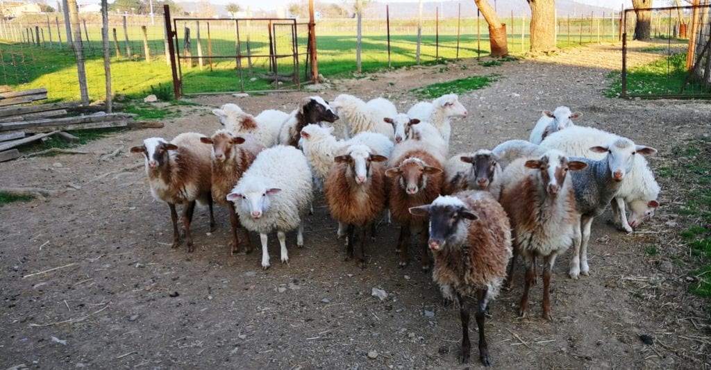pecore in gruppo che guardano curiose