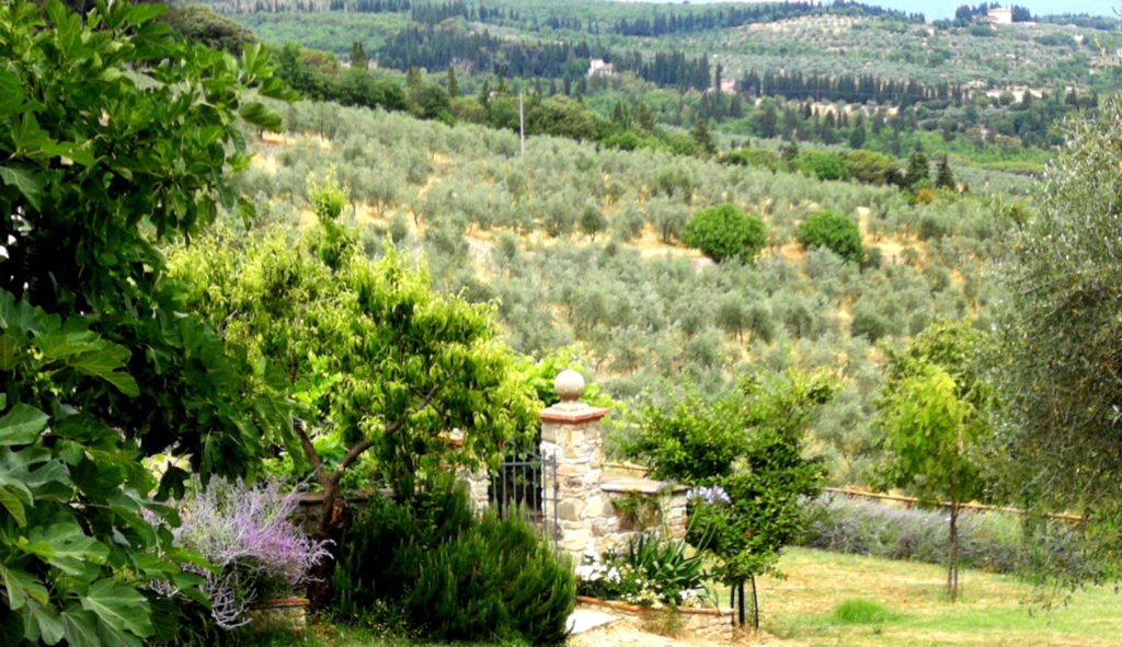 Panorama dei colli fiorentini con olivi e viti