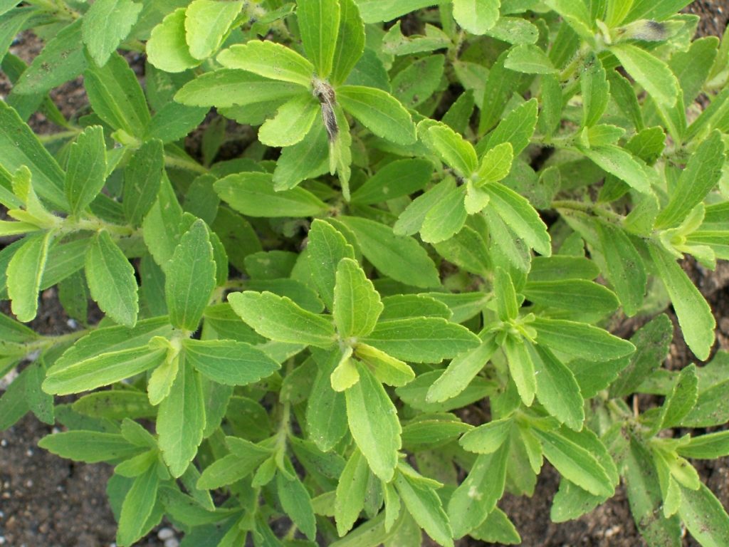 Stevia pianta