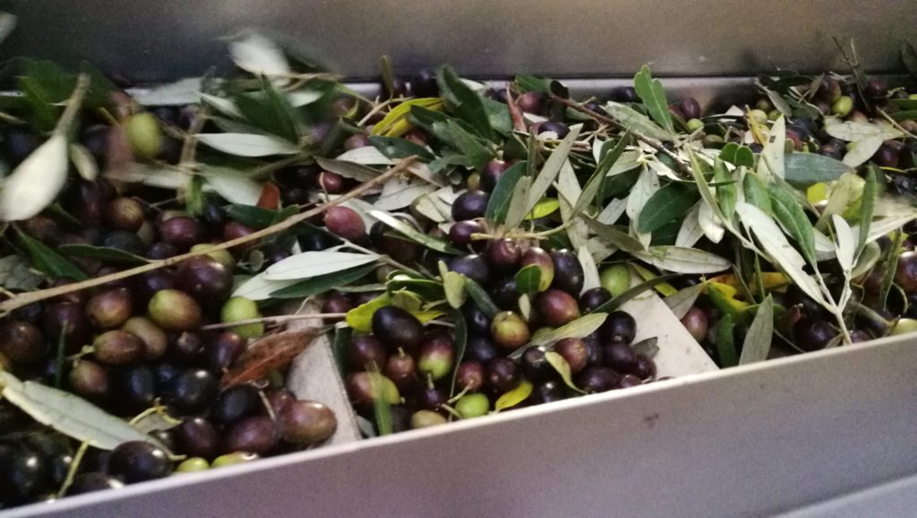 7 buoni motivi per utilizzare olio extravergine d'oliva