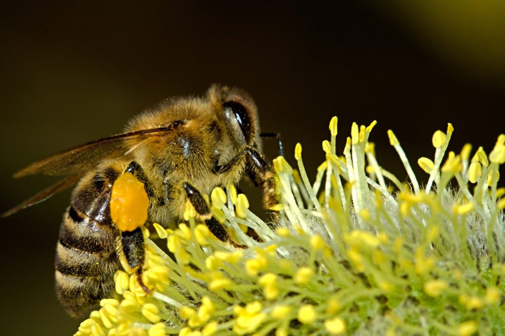 Miele: particolare di ape sul fiore
