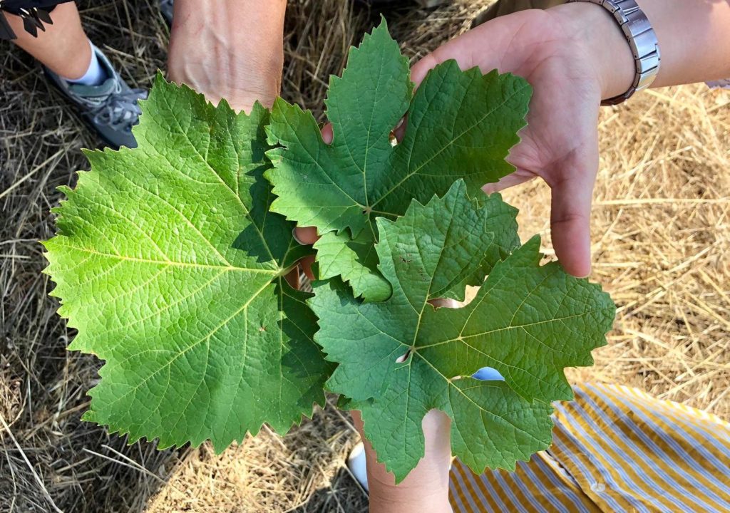 Lorenzo Corino foglie di vitigni diversi sane senza trattamenti
