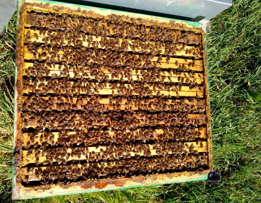 Le api e il miele? Un mondo incantevole. api nelle arnie aperte