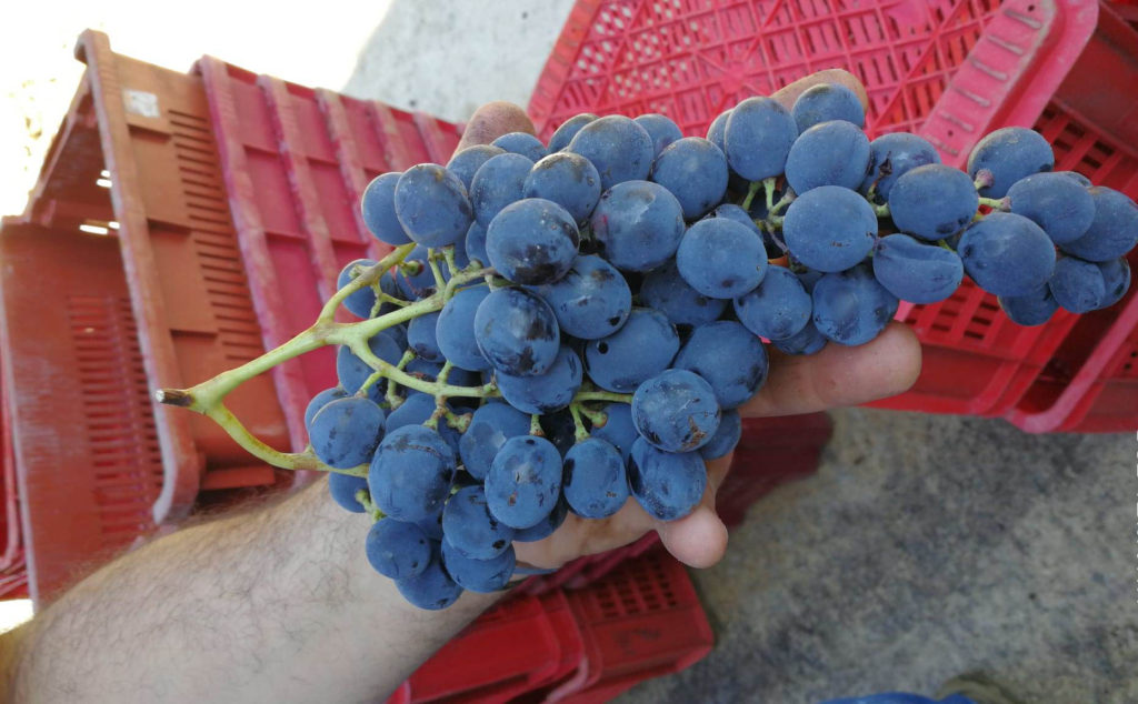 Il Mamertino una Doc  giovane per un vino antico - grappolo di uva nera siciliana 