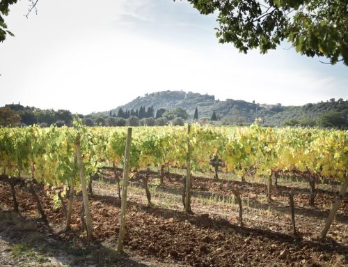 Poggio Severo: l’eleganza d’alta quota firmata Lisini debutta a Montalcino