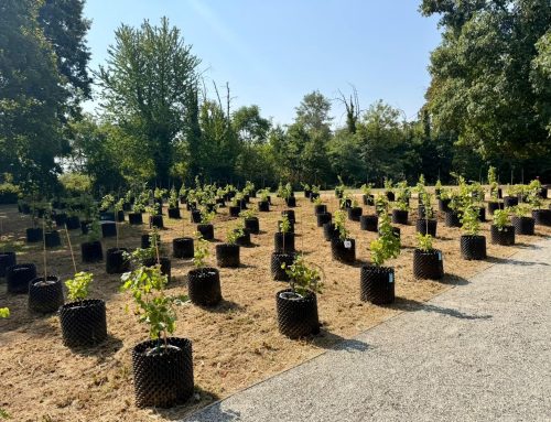 “Rivìtere” la prima vigna terapeutica in un ospedale pubblico italiano